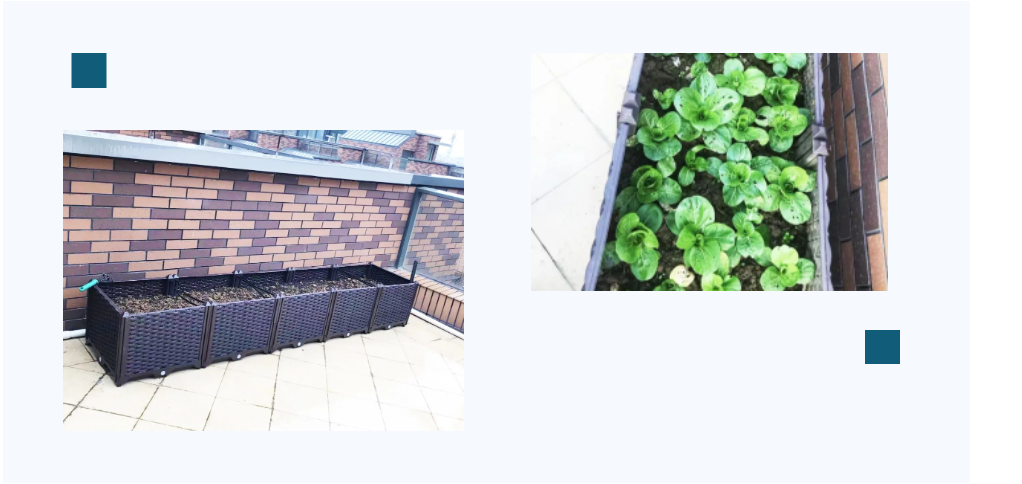 幼兒園種植區(qū)打造之虞永平，我與泥土二三事